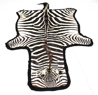 Lot 18 - Taxidermy: Burchell's Zebra Skin (Equus quagga), circa 1960, flat skin rug with flat head,...