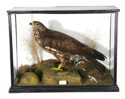 Lot 21 - Taxidermy: A Victorian Cased Common Buzzard (Buteo buteo), full mount stood upon a faux rock...