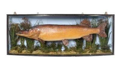 Lot 22 - Taxidermy: A Large Cased Pike (Esox lucius), by J.Cooper & Sons, 28 Radnor Street, St Lukes,...