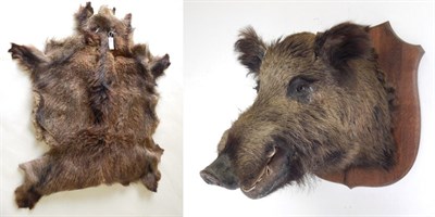 Lot 23 - Taxidermy: European Wild Boar (Sus scrofa), circa late 20th century, shoulder mount with jaw agape