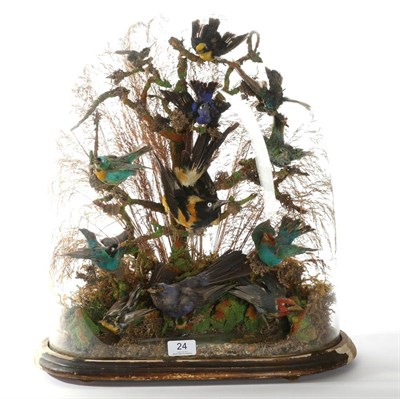 Lot 24 - Taxidermy: A Late Victorian Display of Tropical Birds, circa 1880, a collection of twelve...