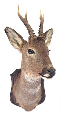 Lot 25 - Taxidermy: Roe Buck (Capreolus capreolus), circa 1993, by G. Tatterton, Yorkshire Taxidermy...