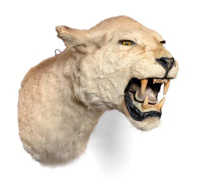 Lot 26 - Taxidermy: Lioness (Panthera leo), circa 1960-1970, head mount looking straight ahead, with...