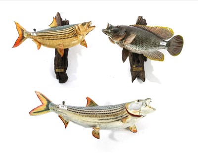 Lot 28 - Taxidermy: Three Fibreglass Fish, modern, to include two African Tiger fish, one mounted on a drift