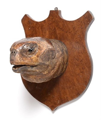 Lot 29 - Taxidermy: Loggerhead Turtle (Caretta caretta), circa 1890, head mount looking straight ahead, with