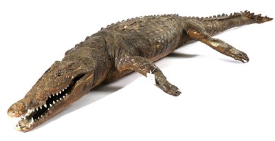 Lot 31 - Taxidermy: Late Victorian Nile Crocodile (Crocodylus niloticus), circa 1890, full mount...