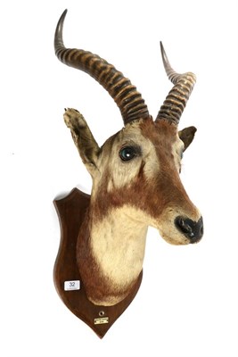 Lot 32 - Taxidermy: White-Eared Kob (Kobus kob leucotis), circa 1920, head mount looking straight ahead,...