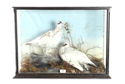 Lot 34 - Taxidermy: A Victorian Cased Pair of Ptarmigan (Lagopus mutus), circa 1890, by W.A. McCleay of...