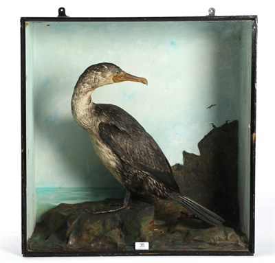 Lot 35 - Taxidermy: A Victorian Cased Juvenile Common Cormorant (Phalacrocorax carbo), full mount bird stood