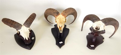 Lot 36 - Antlers/Horns: European Mouflon (Ovis orientalis musimon), circa late 20th century, three sets...