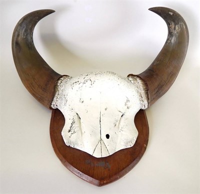 Lot 38 - Antlers/Horns: Indo-Chinese Gaur Bison (Bos gaurus readei), circa 1910, by Louis Hutton, Naturalist