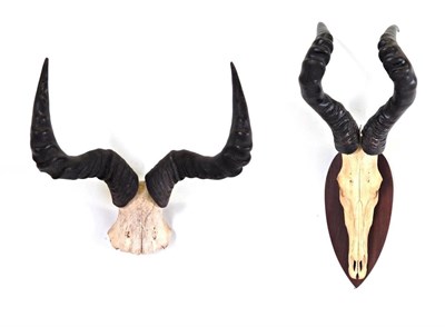 Lot 40 - Antlers/Horns: Red Hartebeest (Alcelaphus caama), circa late 20th century, large horns on cut upper