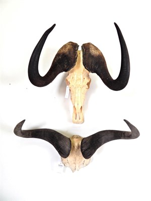 Lot 42 - Antlers/Horns: White-Tailed Gnu (Connochaetes gnou), Rowland Ward Record Class, large horns on...