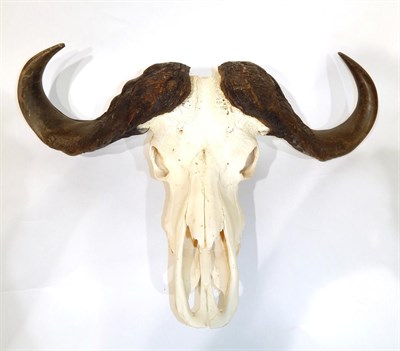 Lot 43 - Antlers/Horns: Cape Buffalo (Syncerus caffer), circa late 20th century, large horns on bleached...