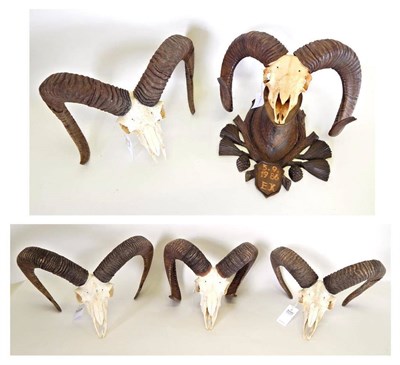 Lot 44 - Antlers/Horns: European Mouflon (Ovis orientalis musimon), circa 1986, adult five year old horns on