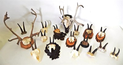 Lot 45 - Antlers/Horns: Alpine Chamois (Rupicapra rupicapra), fifteen various sets of horns, some on cut...