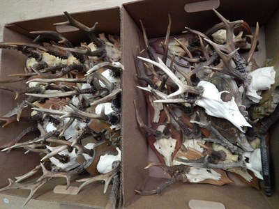 Lot 46 - Antlers/Horns: Roe Buck (Capreolus capreolus), circa late 20th century, thirteen sets of antlers on