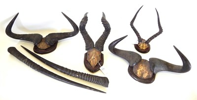 Lot 48 - Antlers/Horns: A Collection of 19th Century African Hunting Trophies, to include- two sets of...