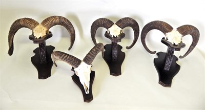 Lot 49 - Antlers/Horns: European Mouflon (Ovis orientalis musimon), circa late 20th century, three sets...