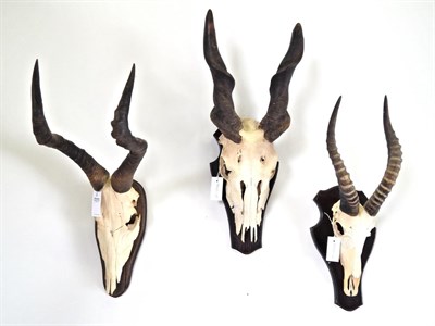 Lot 50 - Antlers/Horns: African Hunting Trophies, circa late 20th century, to include - Cape Eland horns...