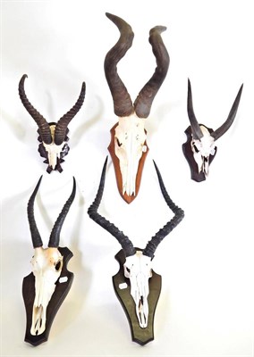 Lot 51 - Antlers/Horns: African Hunting Trophies, circa late 20th century, to include - Blesbok horns on cut