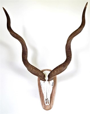 Lot 53 - Antlers/Horns: Cape Greater Kudu (Strepsiceros strepsiceros), circa late 20th century, large...