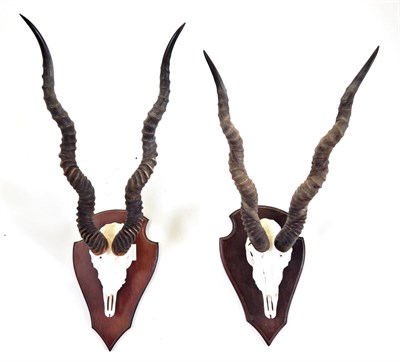 Lot 55 - Antlers/Horns: Southern Blackbuck (Antilope cervicapra cervicapra), two pairs of horns on upper...