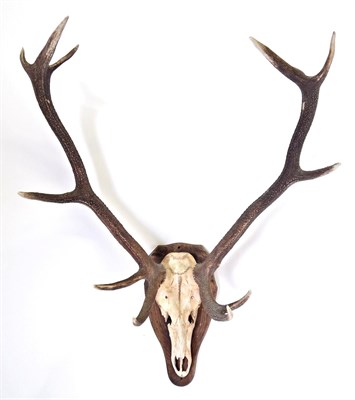 Lot 56 - Antlers/Horns: Scottish Red Deer (Cervus elaphus), circa late 20th century, large antlers on...