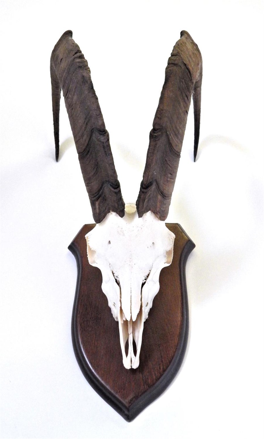 Lot 57 - Antlers/Horns: Wild Goat (Capra aegagrus), circa late 20th century, curved horns on upper...