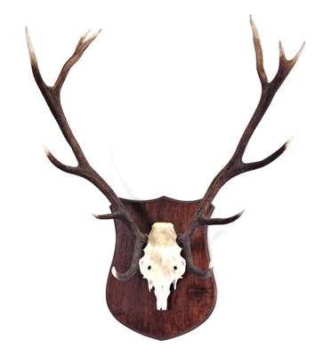 Lot 58 - Antlers/Horns: Red Deer (Cervus elaphus), circa late 20th century, antlers on cut upper...