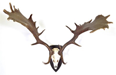 Lot 60 - Antlers/Horns: Fallow Deer (Dama dama), circa late 20th century, a large set of faux antlers...