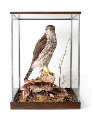 Lot 61 - Taxidermy: A Cased Goshawk (Accipiter gentilis) circa 2001, by Dave Hornbrook, full mount male bird