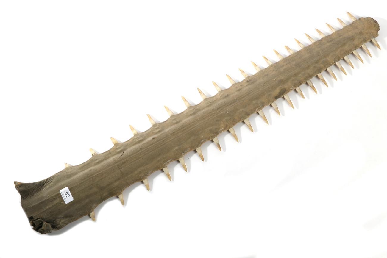 Lot 62 - Taxidermy: Large Sawfish Rostrum (Pristidae spp), circa late 19th century, 42 teeth, 106cm long...