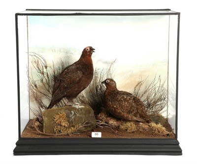 Lot 66 - Taxidermy: A Pair of Cased Willow Grouse (Lagopus lagopus), circa late 20th century, a pair of full