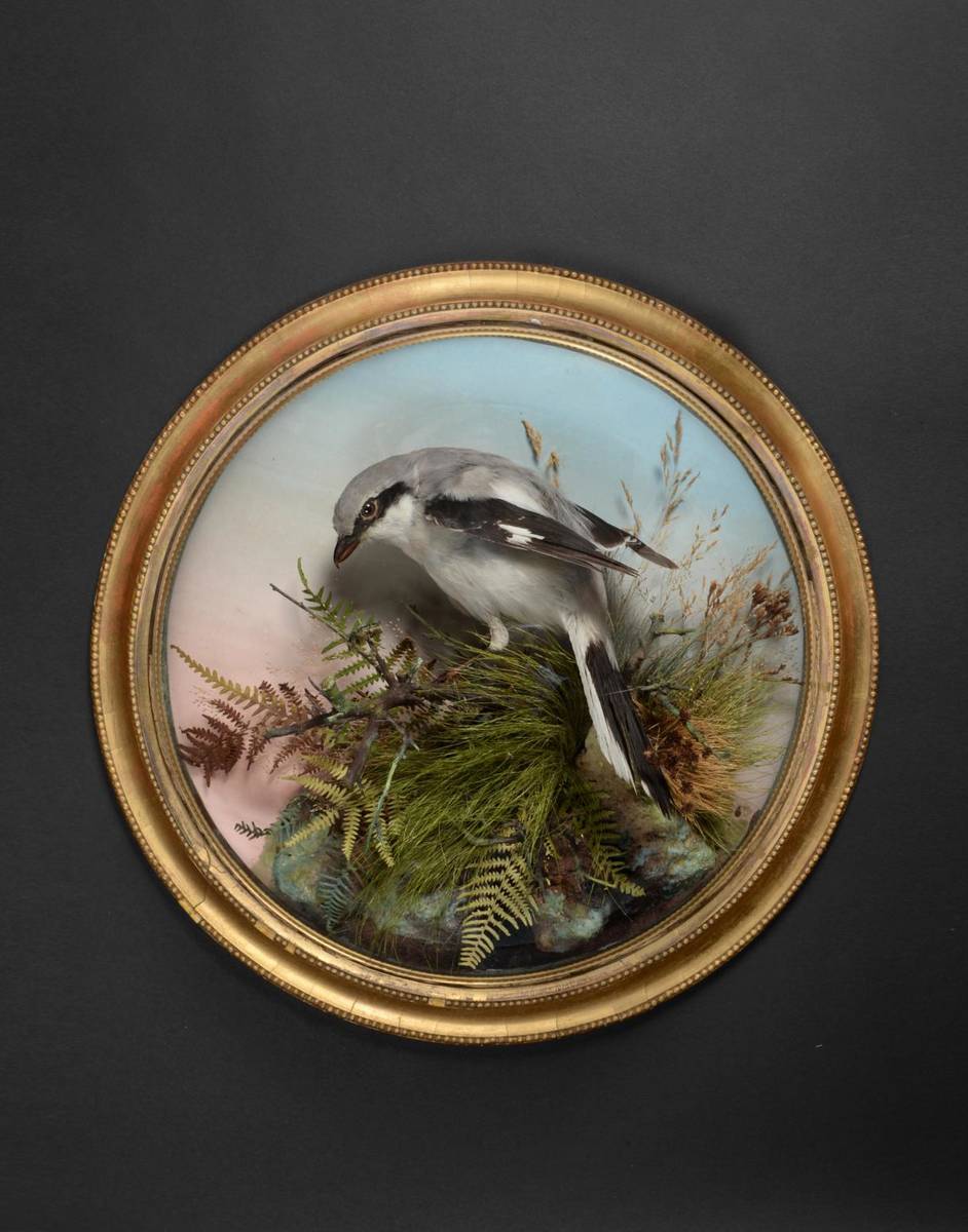 Lot 67 - Taxidermy: A Late Victorian Great Grey Shrike (Lanius excubitor), by Peter Spicer, 10 Victoria...