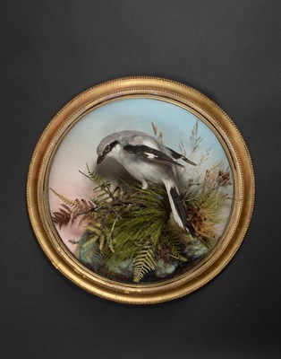 Lot 67 - Taxidermy: A Late Victorian Great Grey Shrike (Lanius excubitor), by Peter Spicer, 10 Victoria...