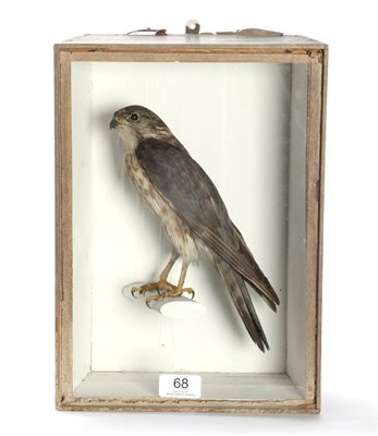 Lot 68 - Taxidermy: A Late Victorian Cased Merlin (Falco columbarius), in the manner of Joseph...