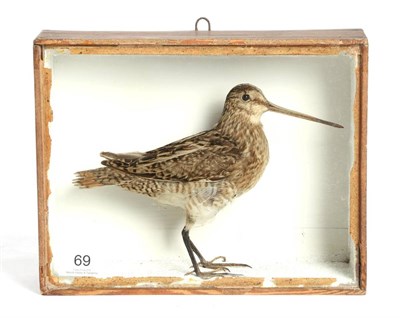 Lot 69 - Taxidermy: A Late Victorian Cased Common Snipe (Gallinago gallinago), in the manner of Joseph...