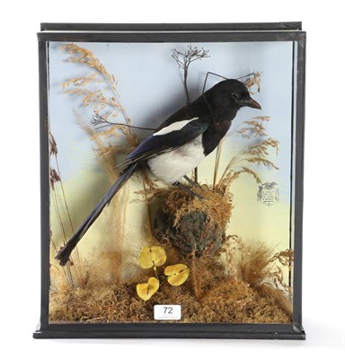 Lot 72 - Taxidermy: A Cased Magpie (Pica pica), circa 1930, by George Bazeley of Northampton 1871-1958, full