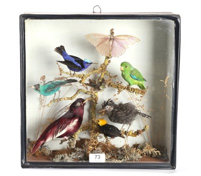 Lot 73 - Taxidermy: Victorian Cased Tropical Birds, circa 1890, to include a Pompador cotinga, Golden Headed