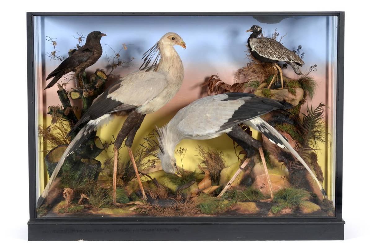 Lot 75 - Taxidermy: A Rare Large Cased Diorama of Birds Endemic to Africa, circa 1865-1880, by Ashmead & Co