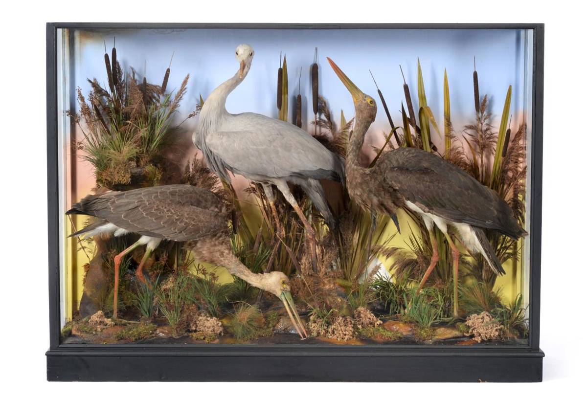 Lot 76 - Taxidermy: A Rare Large Cased Diorama of Birds Endemic to Africa, circa 1865-1880, by Ashmead & Co