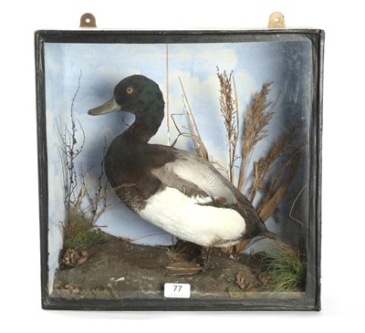 Lot 77 - Taxidermy: Greater Scaup Duck (Aythya marila), circa 1881, by T. E. Gunn. Naturalist. Upper St....