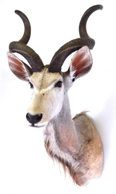 Lot 78 - Taxidermy: Cape Greater Kudu (Strepsiceros strepsiceros), circa late 20th century, shoulder...