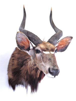 Lot 79 - Taxidermy: Lowland Nyala (Nyala angasii), circa late 20th century, shoulder mount with head turning