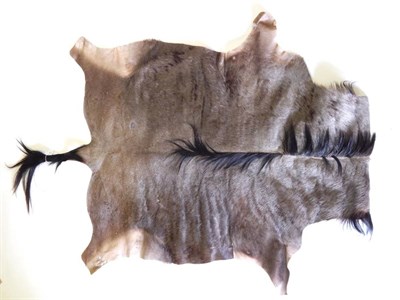 Lot 81 - Taxidermy: Blue Wildebeest (Connochaetes taurinus), circa late 20th century, full back skin,...