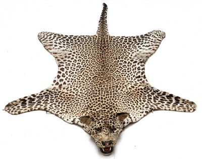 Lot 82 - Taxidermy: Leopard (Panthera pardus), skin rug with head mount, jaw agape and glass eyes,...