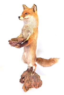 Lot 84 - Taxidermy: Red Fox Waiter (Vulpes vulpes), circa late 20th century, full mount dog fox stood in...