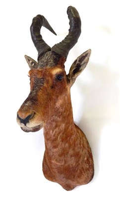 Lot 85 - Taxidermy: Red Hartebeest (Alcelaphus caama), circa late 20th century, shoulder mount looking...