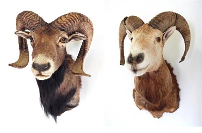 Lot 86 - Taxidermy: European Mouflon (Ovis orientalis musimon), circa late 20th century, shoulder mount...